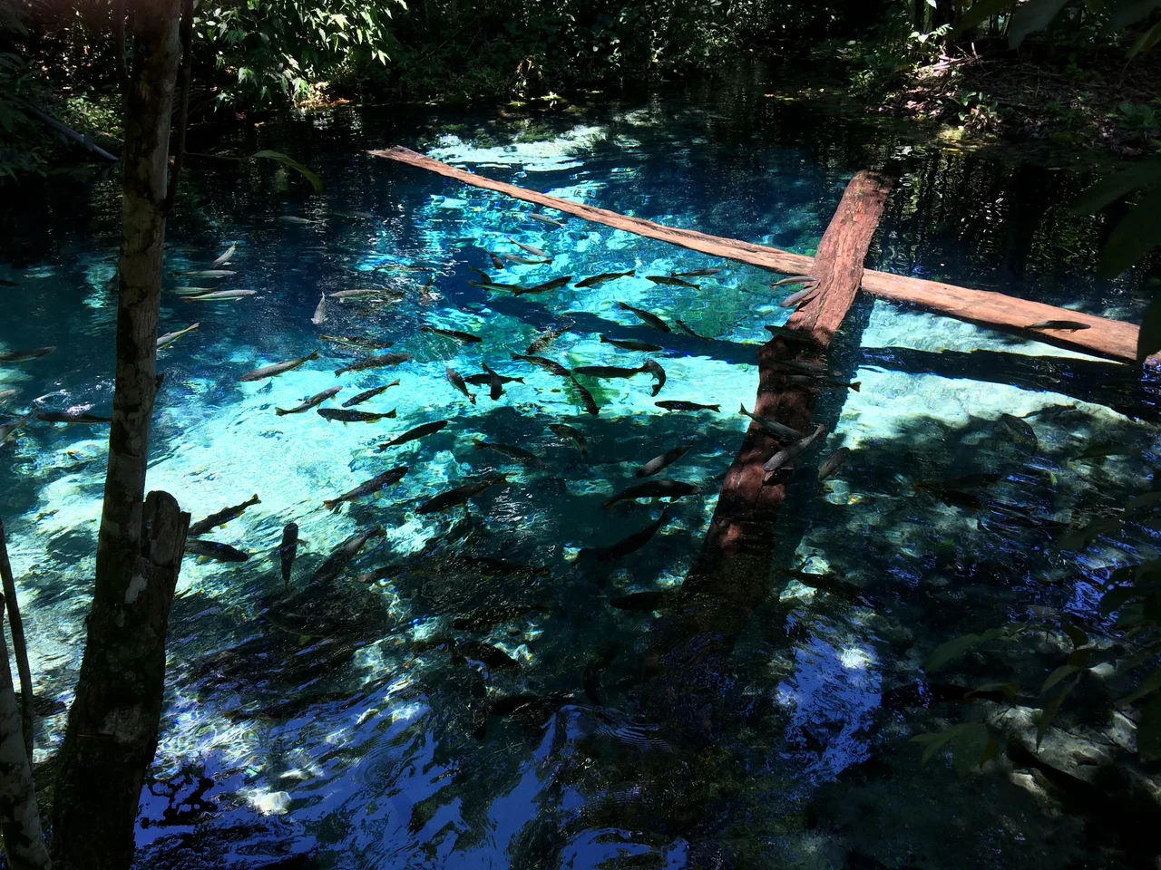 PEIXES AQUÁRIO ENCANTADO NOBRES