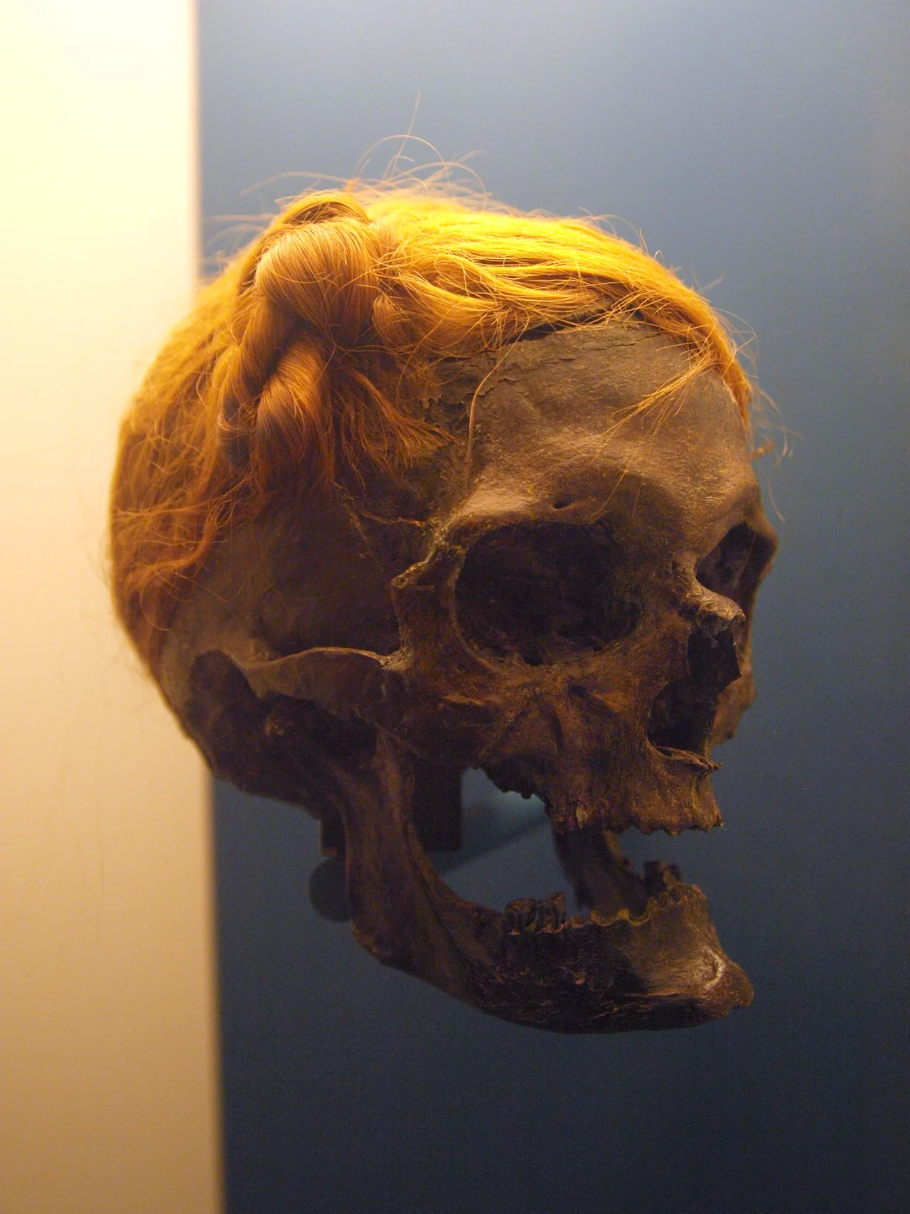 The bog body of the Osterby Man with en:Suebian knot on display at Archäologisches Landesmuseum en:Gottorf Castle, Schleswig Germany. Found in 1948 in the Köhlmoor near en:Osterby. C14 dated beween 75 and 130 AD.