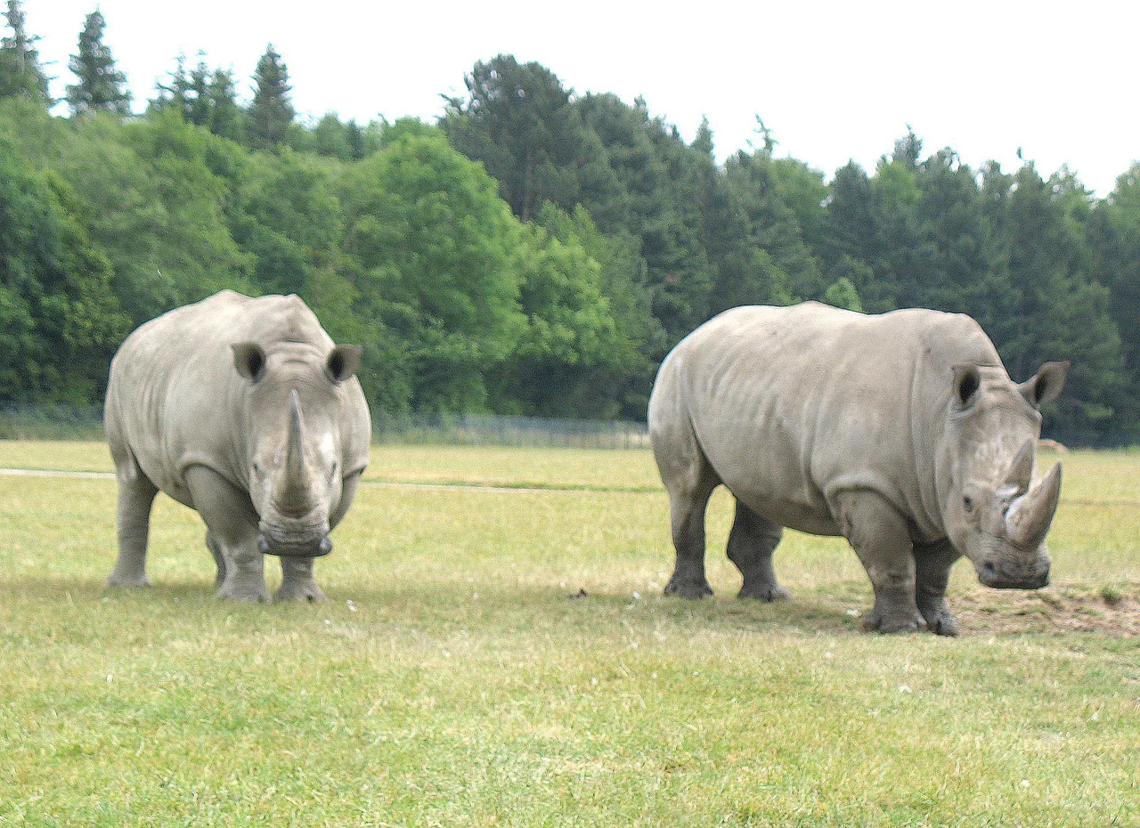 Rhinoceroses at the zoo "Knuthenborg Safaripark" located on the Danish island Lolland.