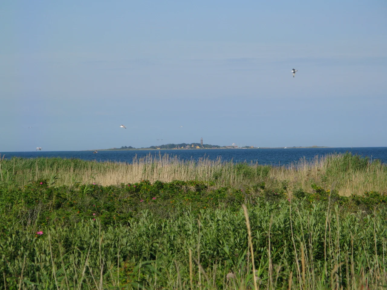 Hirsholmenes hovedø set fra Kattegat - (vest mod øst). Hirsholm fyr kan også ses. Foto: Morten Bjerregaard 11/6 2007;Cc-by-sa-2. Tilladelser: Gengivelse med kildeangivelse til alle formål